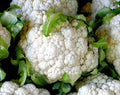 Snowball Y Cauliflower (improved)