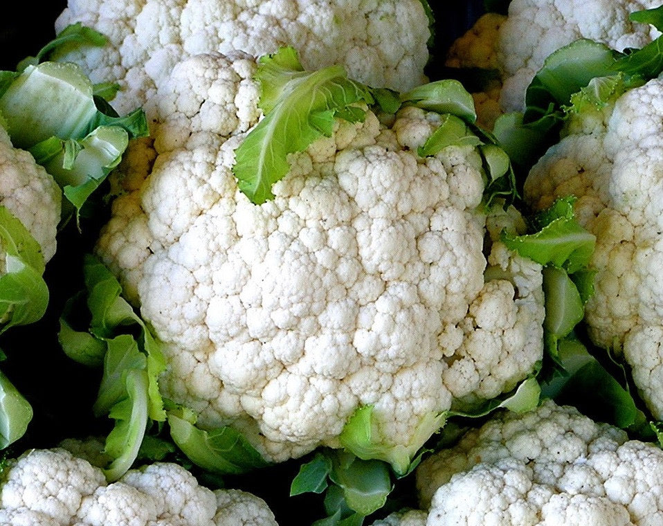 Snowball Y Cauliflower (improved)