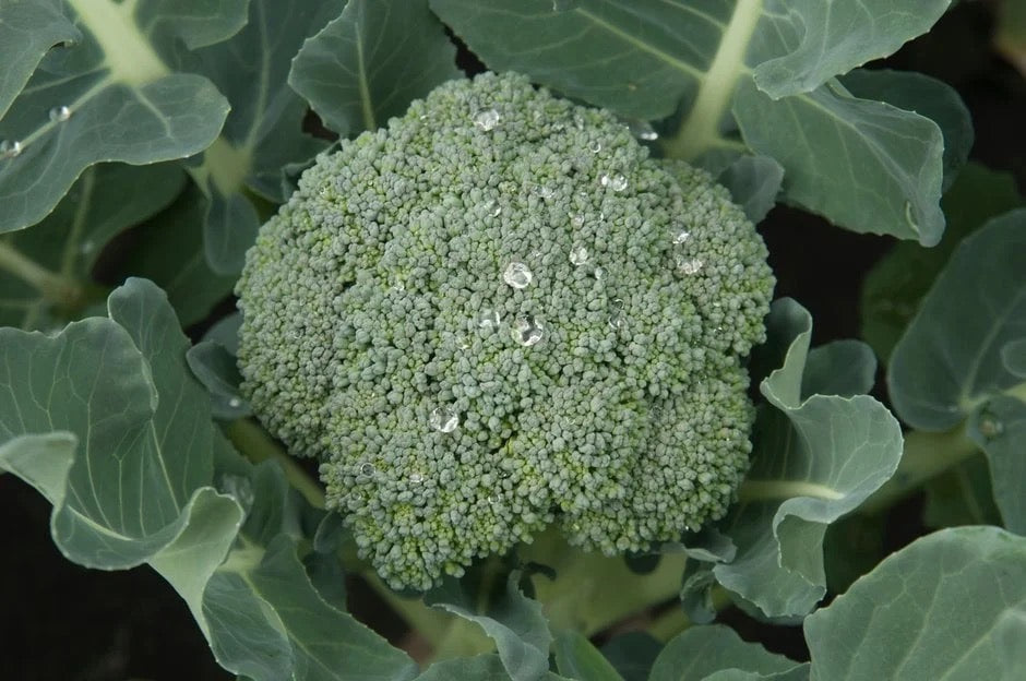 Calabrese Broccoli