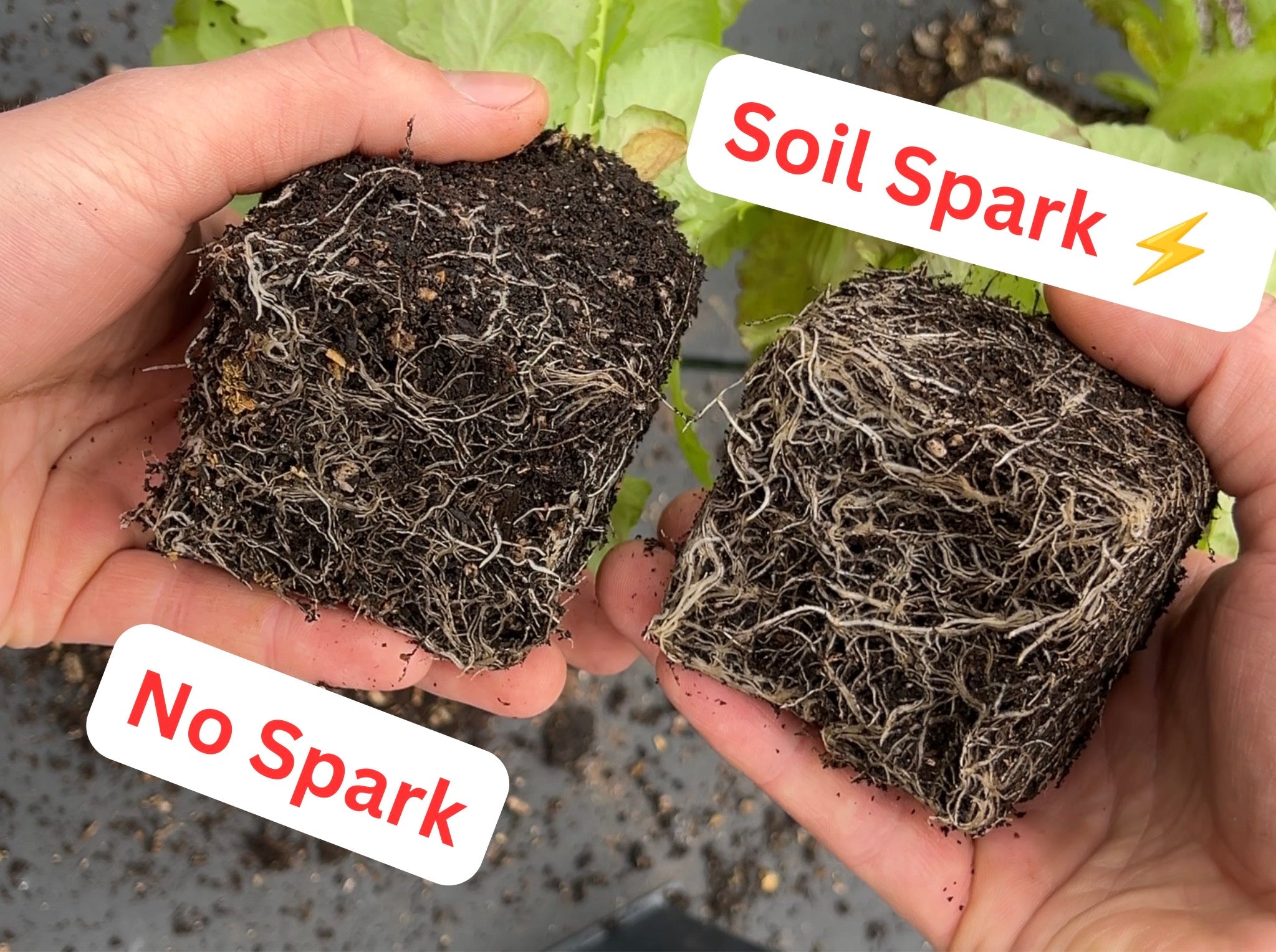 Soil Spark (Plant Metabolic Primer)