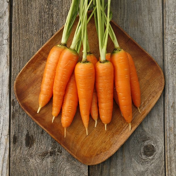 Danvers 126 Carrots
