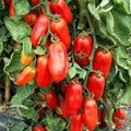 San Marzano Tomato