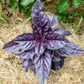 Purple Opal Basil