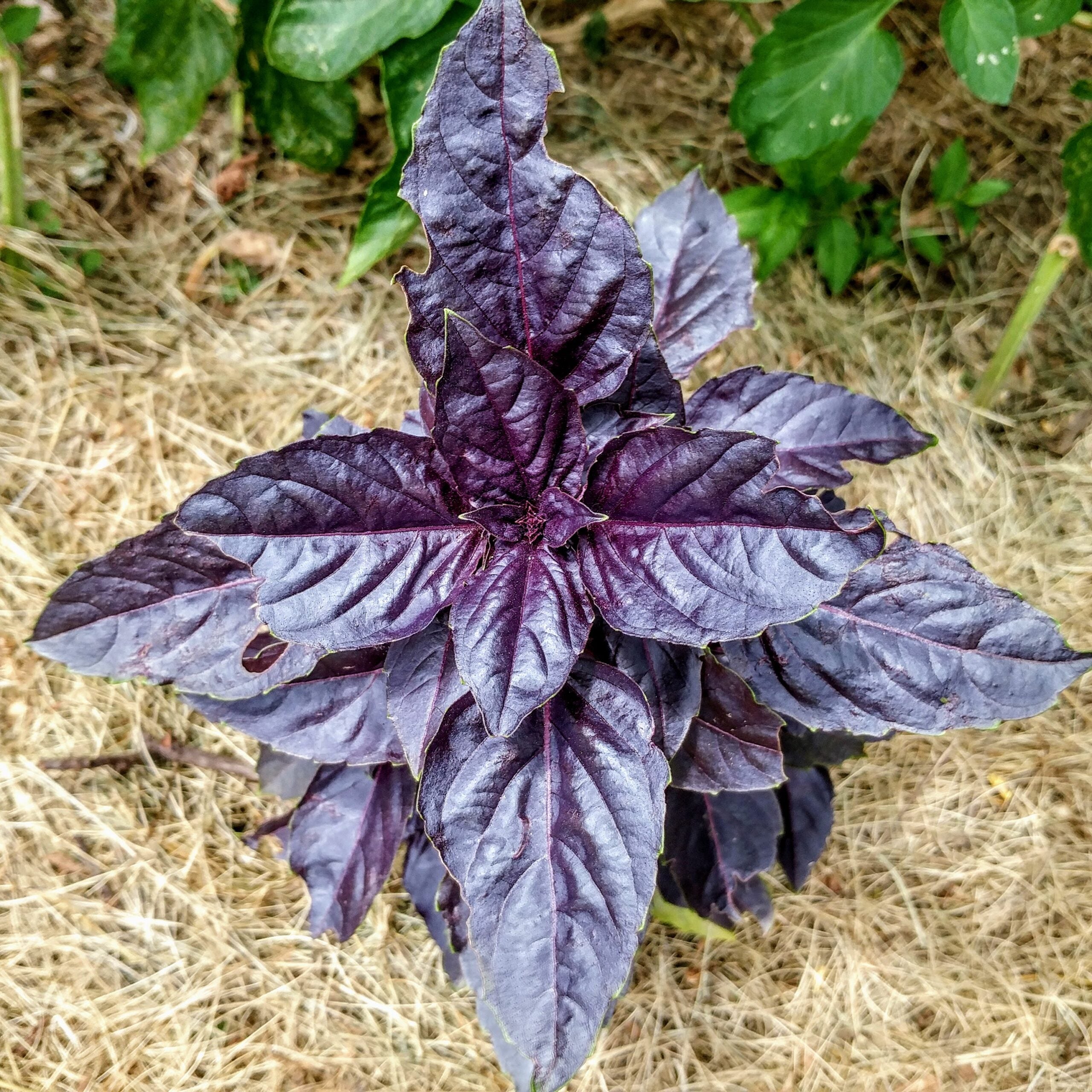 Purple Opal Basil