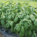 Genovese Basil