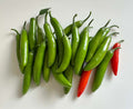 Serrano Tampiqeuño