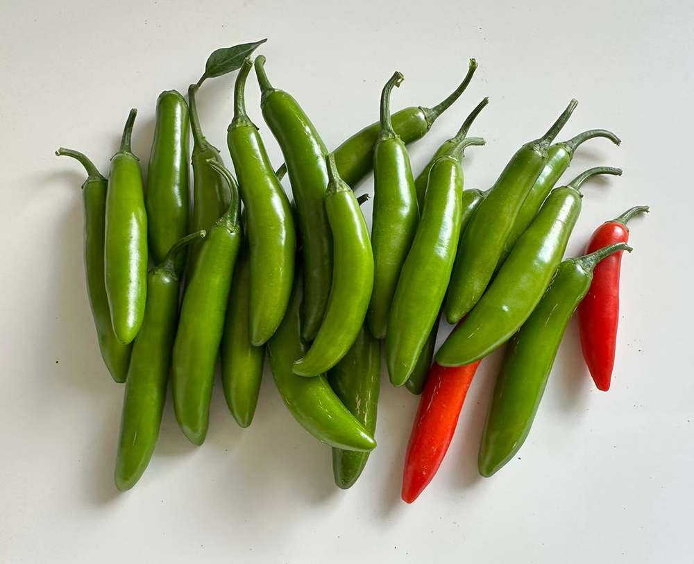 Serrano Tampiqeuño