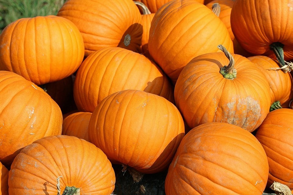 Pie Pumpkin