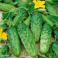 Parisian Gherkin Cucumber