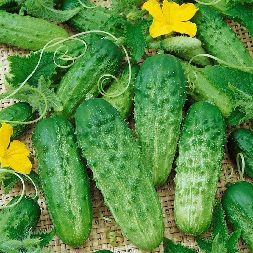 Parisian Gherkin Cucumber