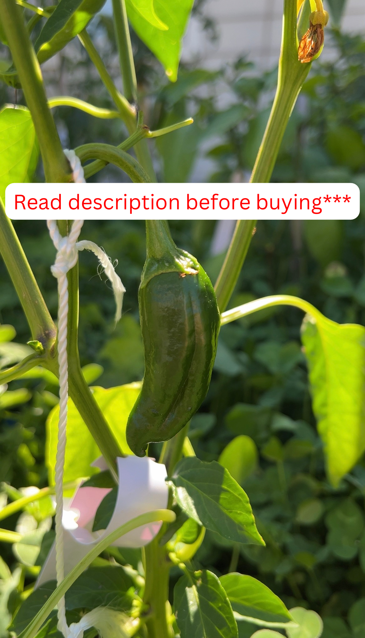 Relleno 2.0 (Serrano Tampiqeuño x Poblano)