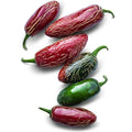 Zapotec Jalapeño