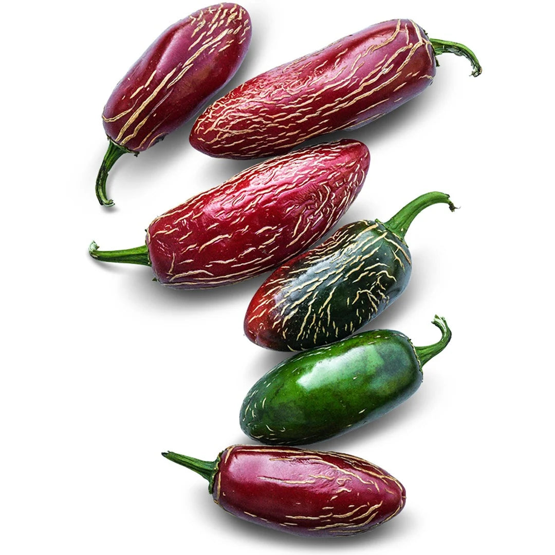 Zapotec Jalapeño
